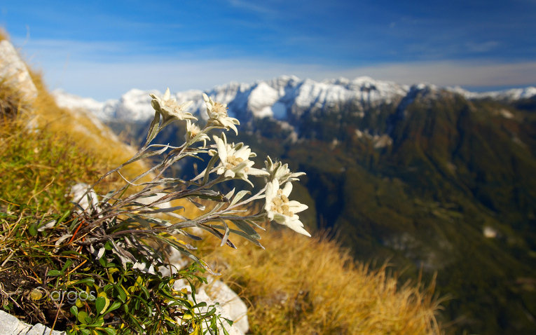 Edelweiss an den südlichen Hängen des  Bavški Grintovec