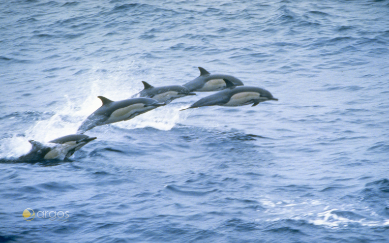 Delfine im Golf von Kalifornien