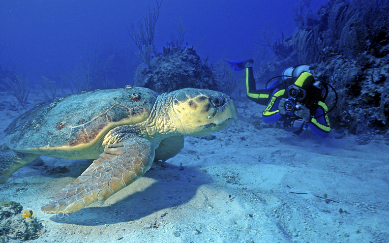 Tauchen mit Riesenschildkröten