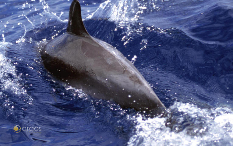Delfine auf den Azoren