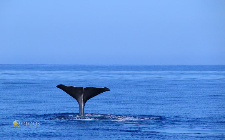 Whale-Watching auf den Azoren