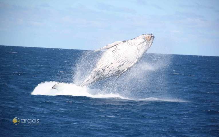 Wale beobachten bei einem Segeltörn in Neukaledonien