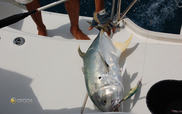 Thunfisch, Belize
