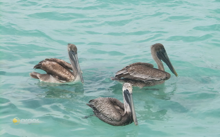Perlikane in Pelican Cays - Belize