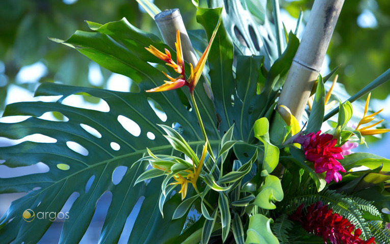 Polynesischer Blütenpracht