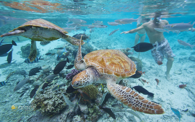 Schildkröten Bora Bora