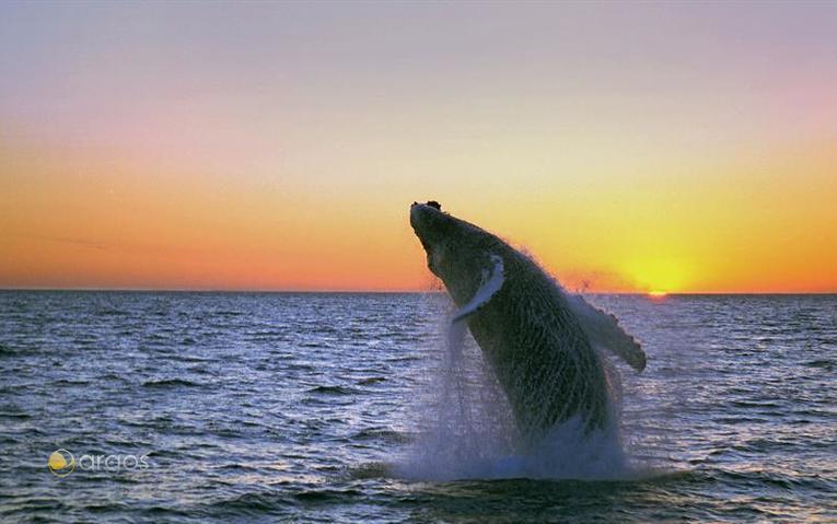 Buckelwale im Meer vor Hólmavik
