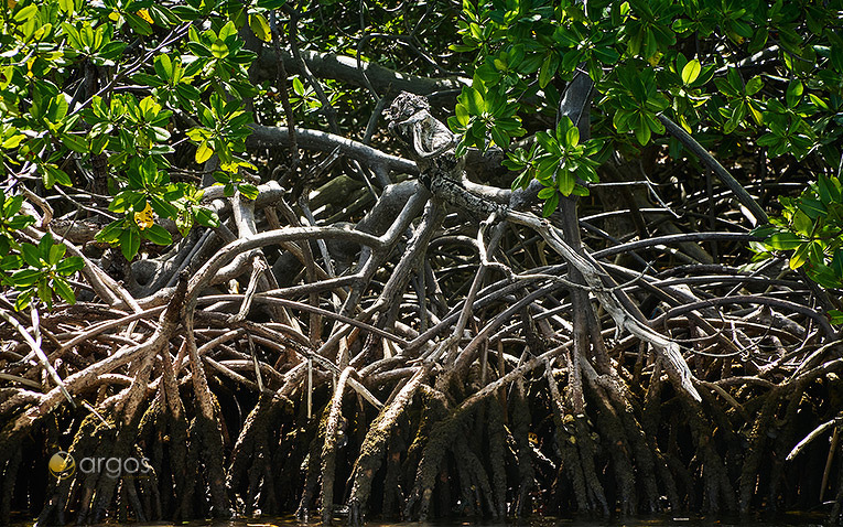 Mangroven auf der Halbinsel La Caravelle