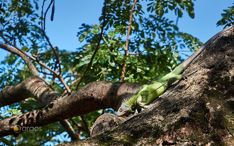 Leguan auf Martiniques Halbinsel La Caravelle