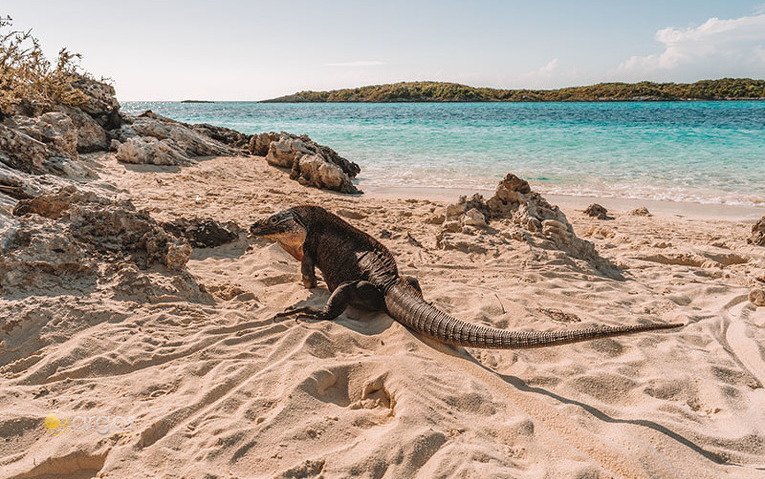 Leguan zum Streicheln - Iguana Island