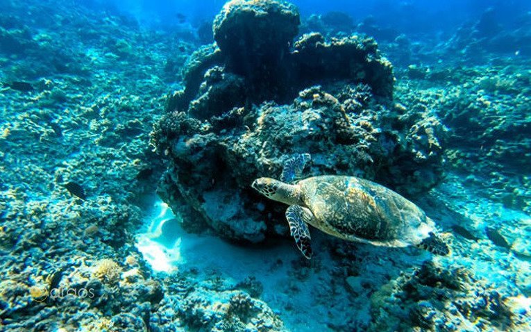 Schildkröten - Unterwasserwelt Bali