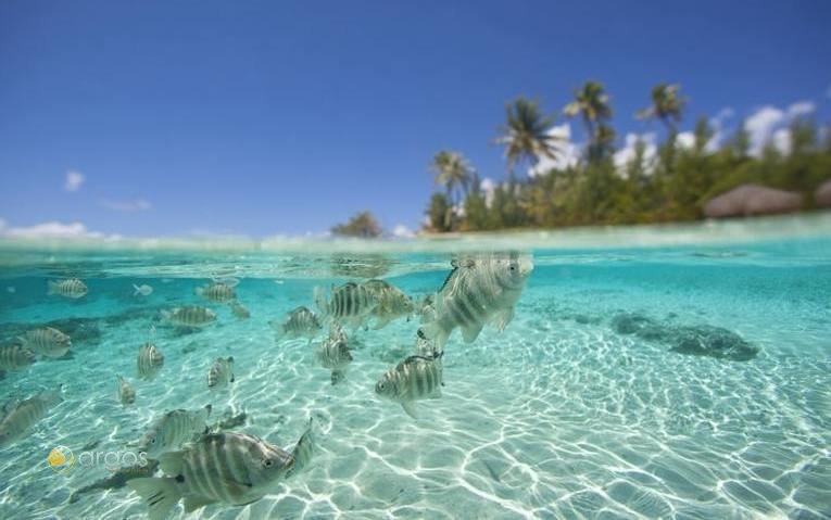 Exotische Tigerfische - Tuamotu Inseln
